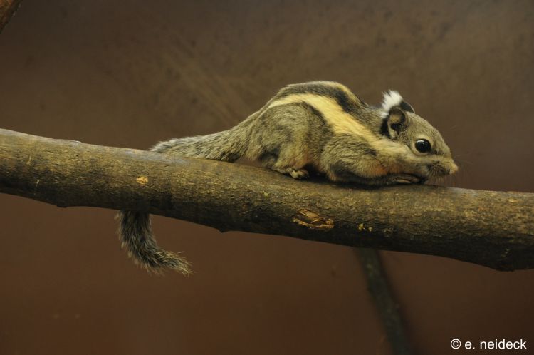 Tamiops mcclellandii - veverka páskovaná