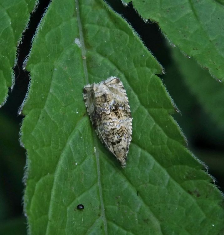 Syricoris lacunana - obaleč jahodníkový