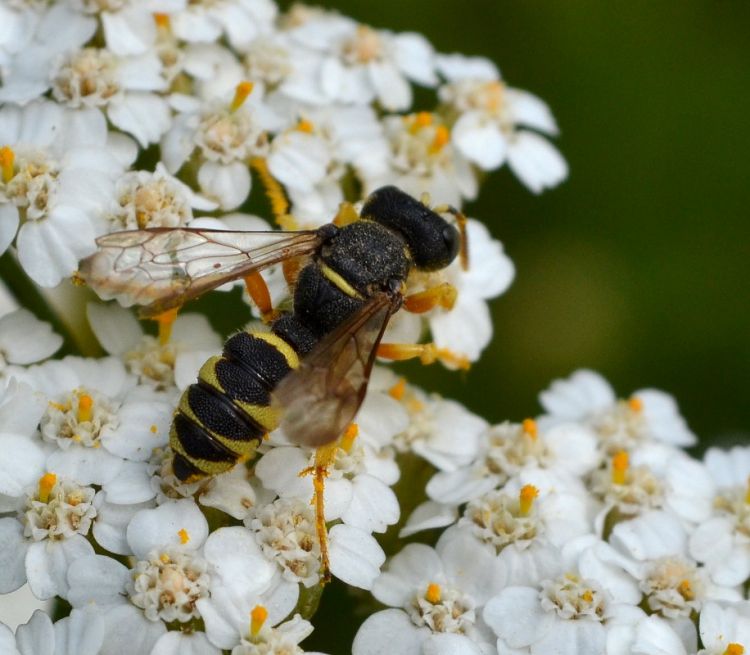 Cerceris sabulosa - uzlatka písčinná