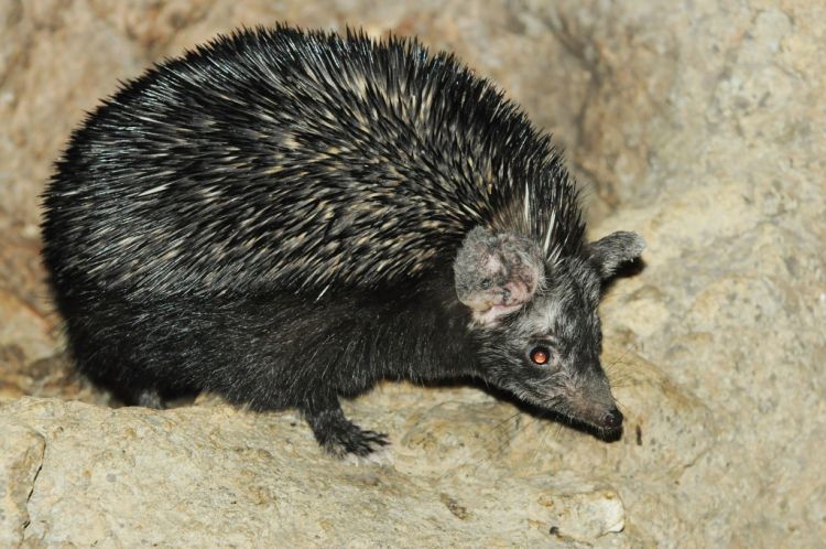 Paraechinus hypomelas - Brandt's Hedgehog