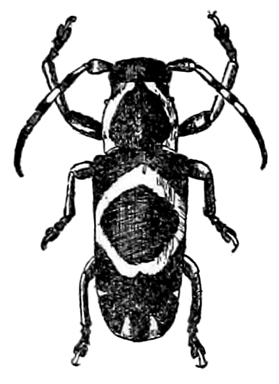 Callimetopus rhombifer