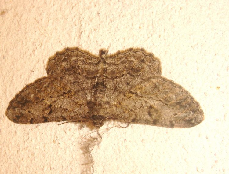 Peribatodes rhomboidaria - různorožec trnkový