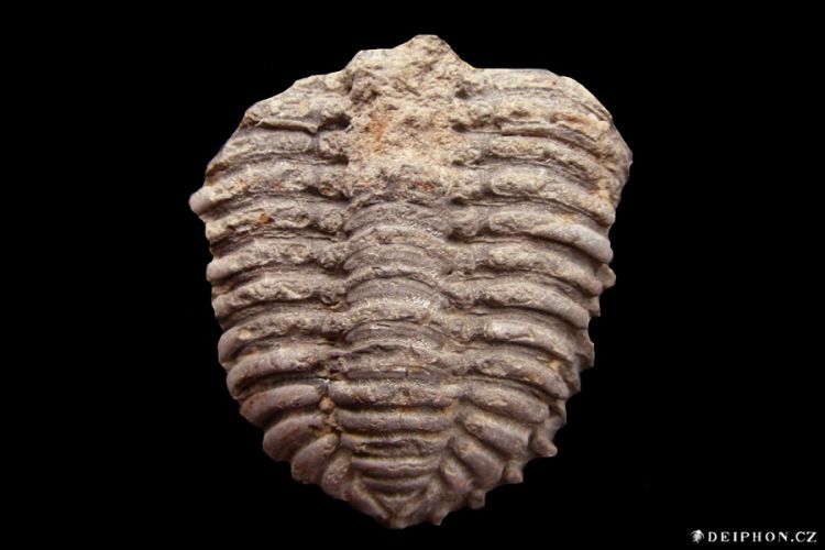 Pliomerops senilis
