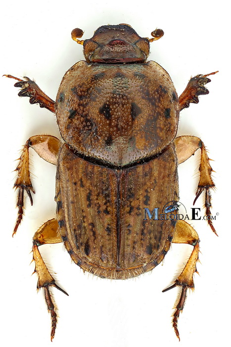 Euoniticellus pallipes