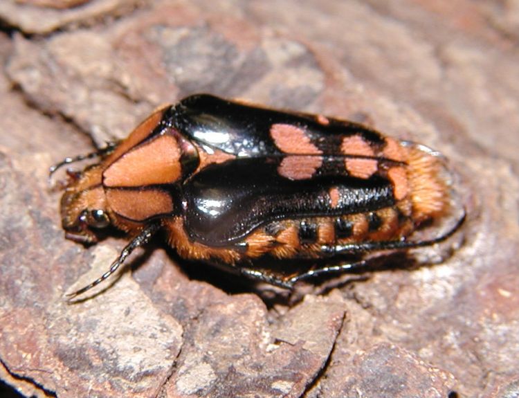 Coilodera penicillata