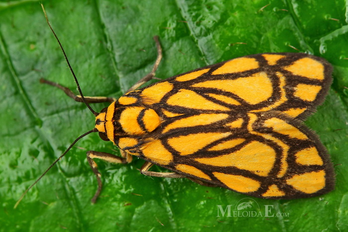 Barsine euprepioides