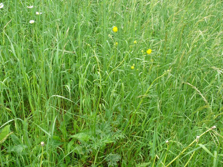 Ranunculus polyanthemos - pryskyřník mnohokvětý