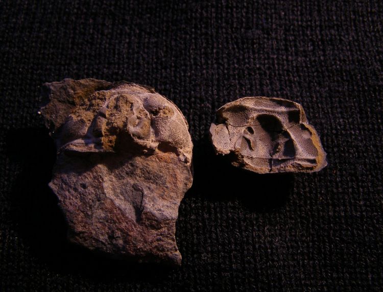Prionocheilus pulcher
