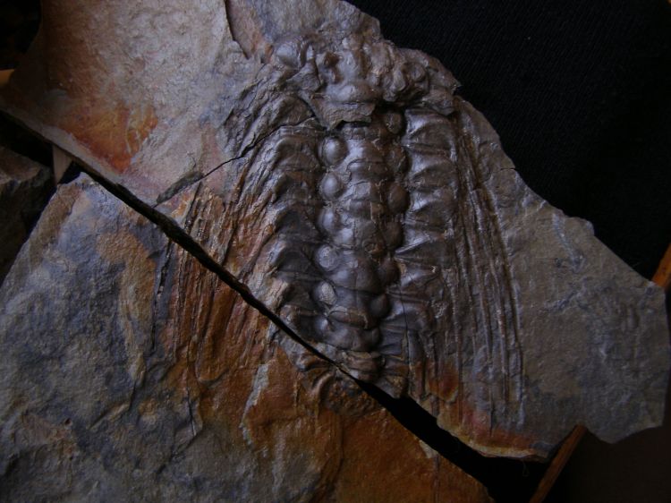 Selenopeltis vultuosa