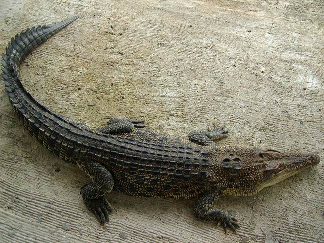 Crocodylus porosus - krokodýl mořský