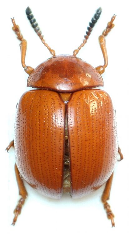 Lycaria westermanni
