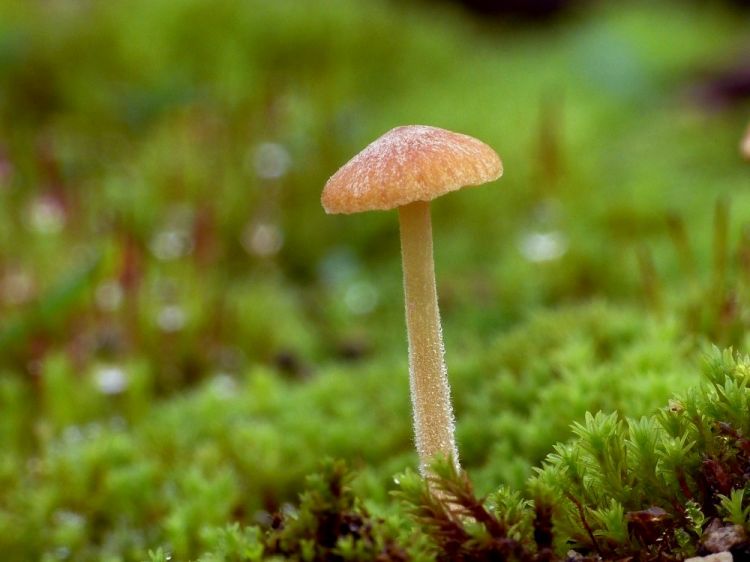 Galerina graminea - čepičatka travní