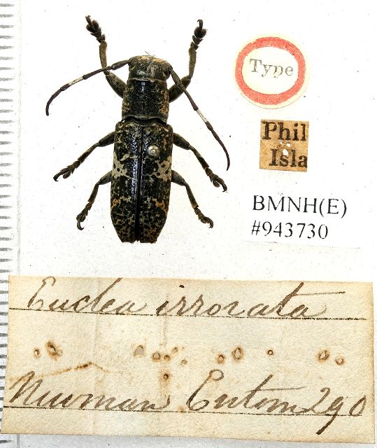 Callimetopus irroratus