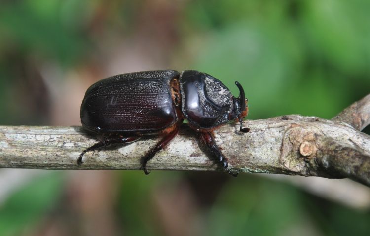 Oryctes rhinoceros