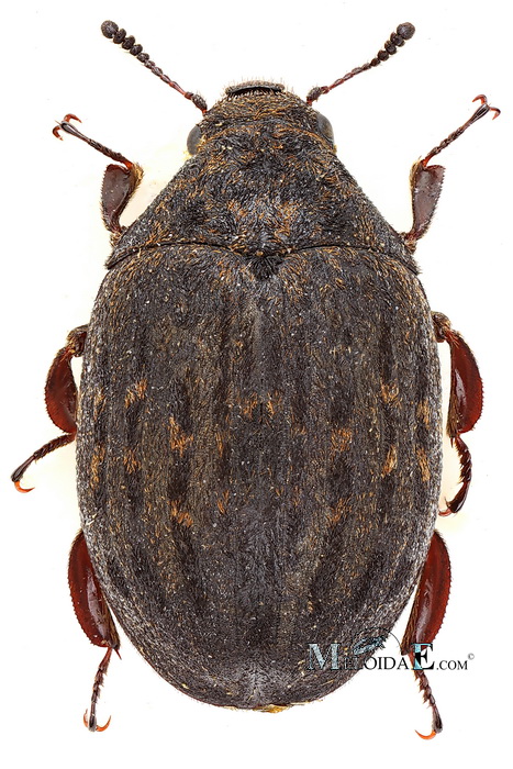 Byrrhus pilula - vyklenulec kulovitý