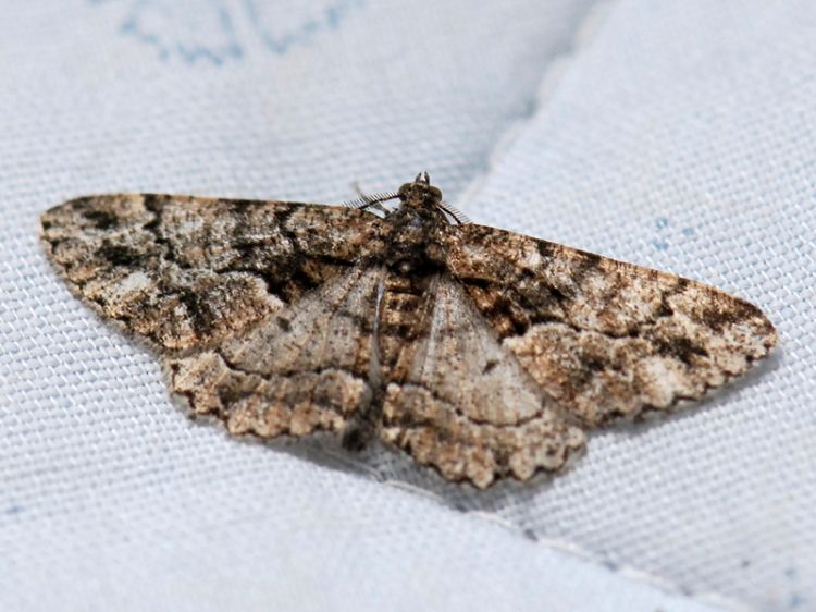 Peribatodes ilicaria