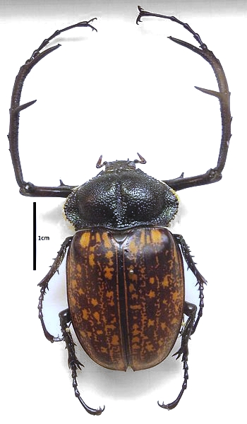 Cheirotonus parryi