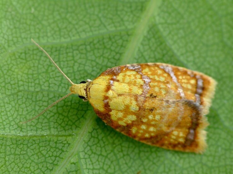 Acleris bergmanniana - obaleč šípkový