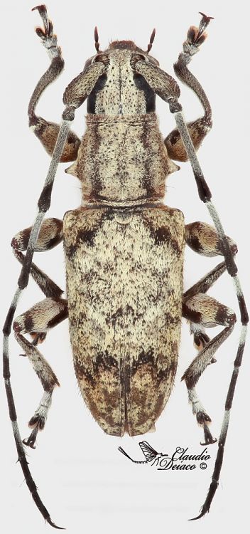 Acmocera conjux conjux