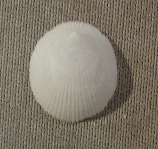 Zacalantica galathea