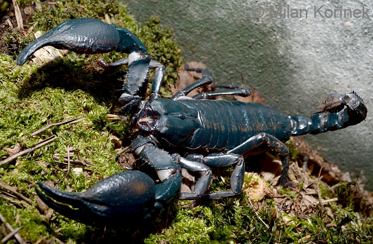 Heterometrus petersii - veleštír Petersův