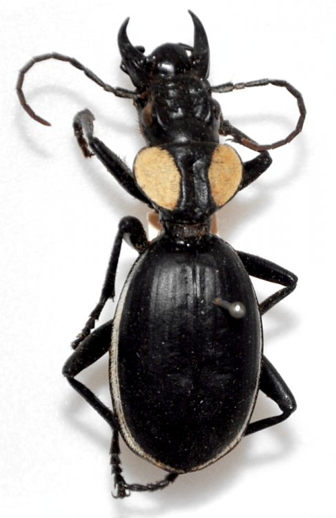 Anthia thoracica thoracica