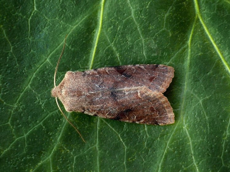 Orthosia incerta - jarnice březnová