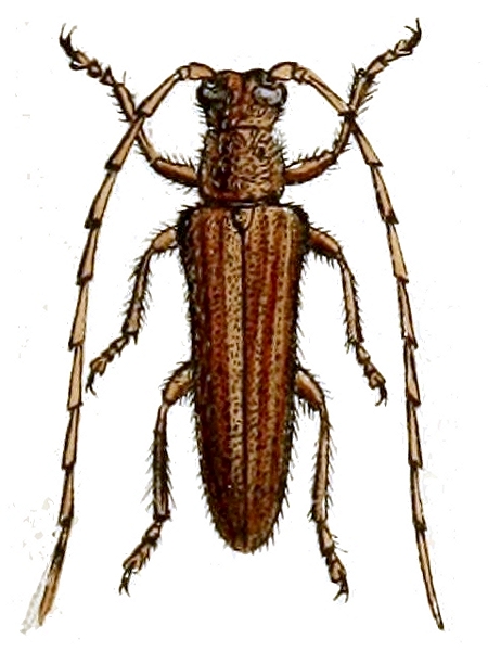 Philus antennatus