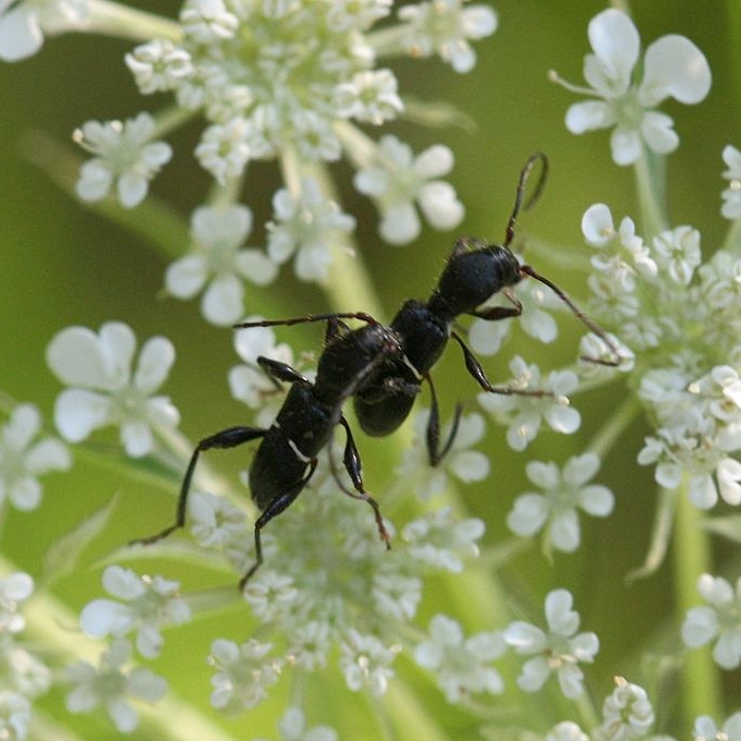 Euderces picipes