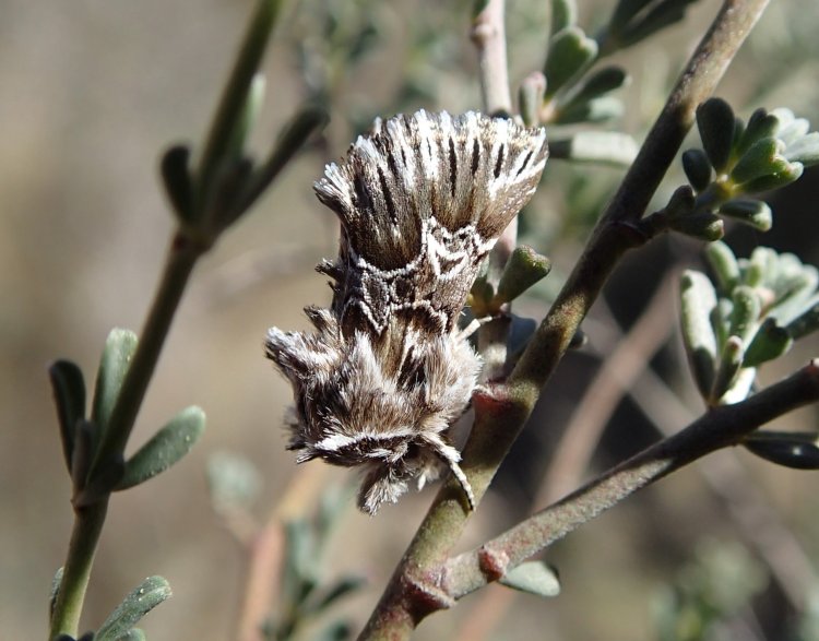 Amephana aurita