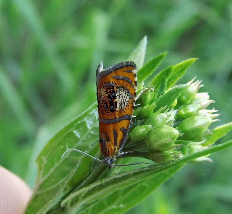 Olethreutes arcuella - obaleč zdobený