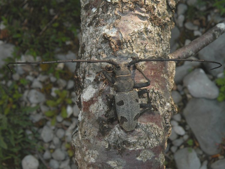 Morimus asper ganglbaueri
