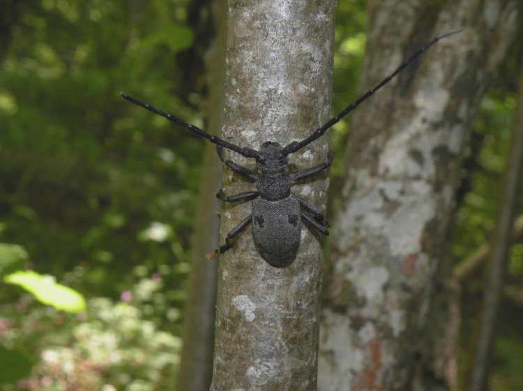 Morimus asper ganglbaueri