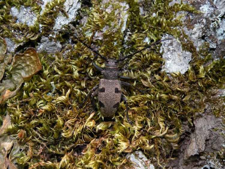 Morimus asper ganglbaueri