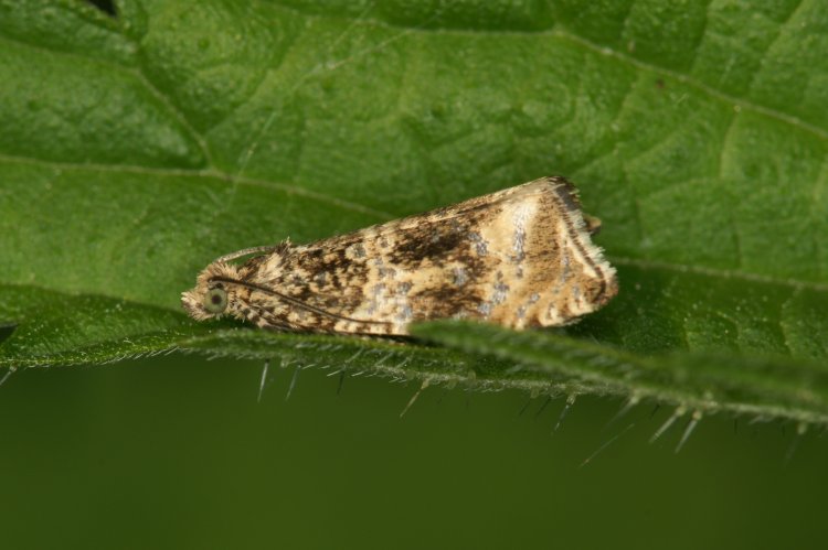Syricoris lacunana - obaleč jahodníkový