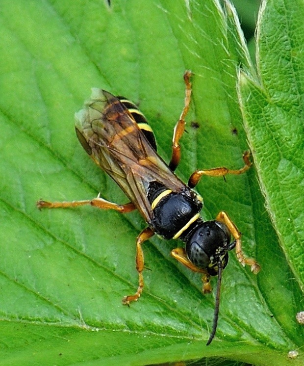 Gorytes quadrifasciatus - zebřík čtyřpásý
