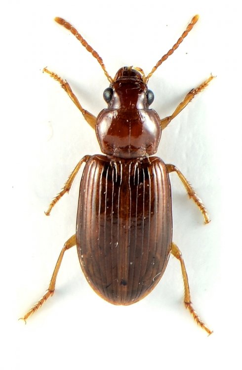 Bradycellus verbasci