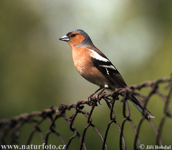 Fringilla coelebs - pěnkava obecná