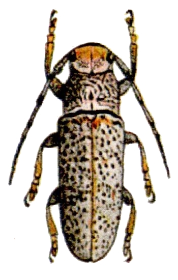 Callimetopus variolosus