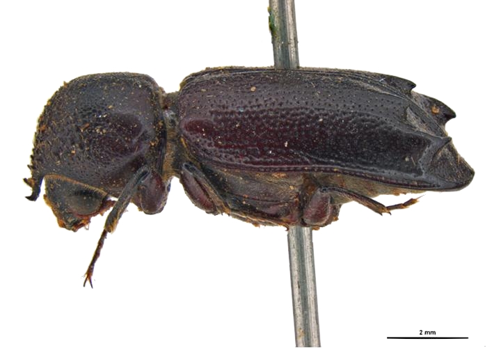 Bostrychopsis uncinata