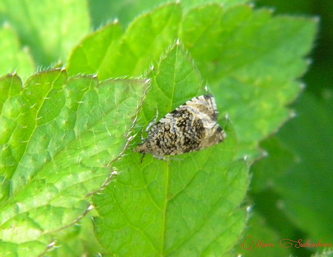 Syricoris lacunana - obaleč jahodníkový