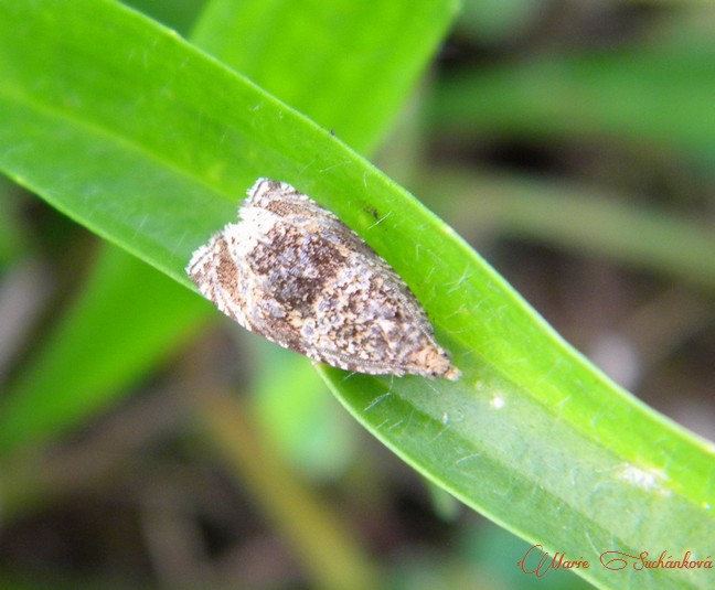 Syricoris lacunana - obaleč jahodníkový