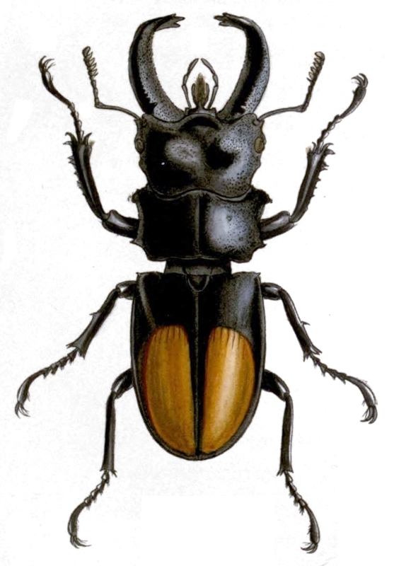 Hexarthrius parryi parryi