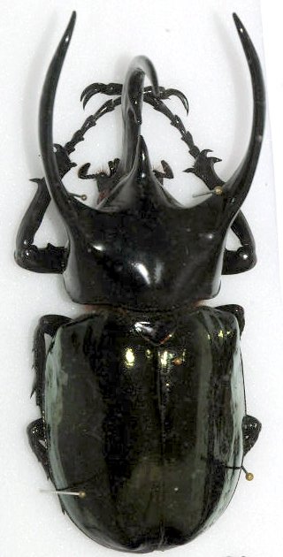 Chalcosoma chiron