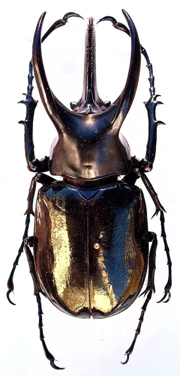 Chalcosoma moellenkampi