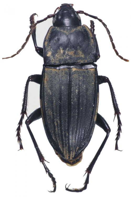Abacoleptus curtus