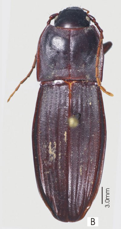 Abacoleptus paradoxus