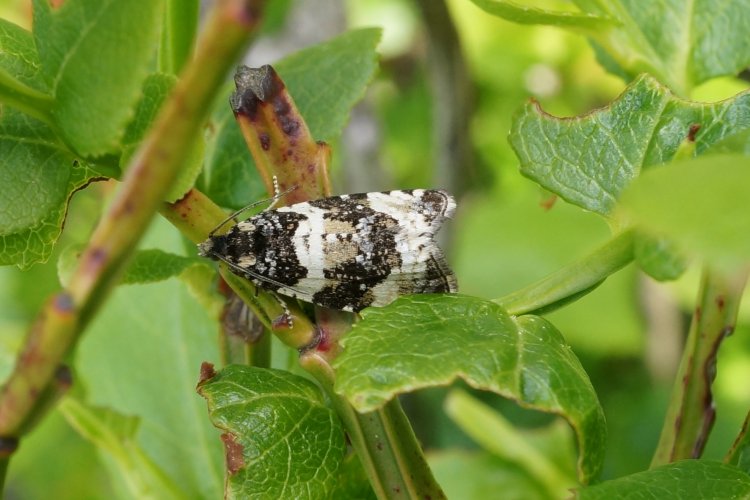 Phiaris bipunctana - obaleč dvoutečný