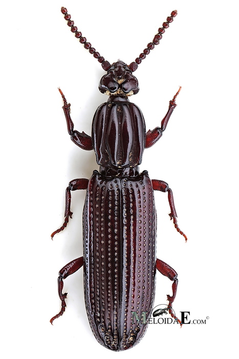Omoglymmius germari