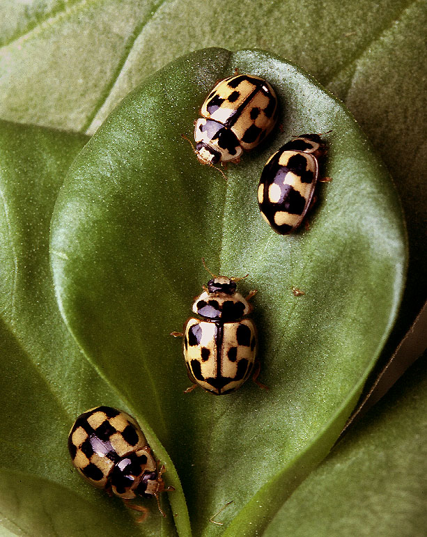Propylea quatuordecimpunctata - slunéčko čtrnáctitečné